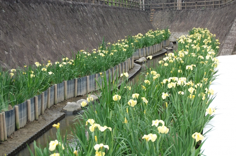 5月23日撮影　秋丸眼鏡橋付近の黄色しょうぶの写真