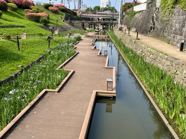 5月25日撮影(五分咲き)土戸橋付近のしょうぶの写真