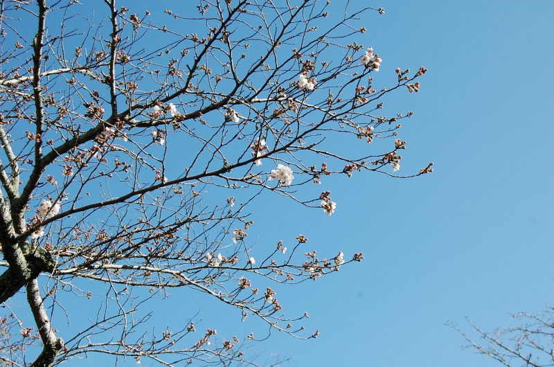 3月22日 近くから撮影したつぼみの桜の写真