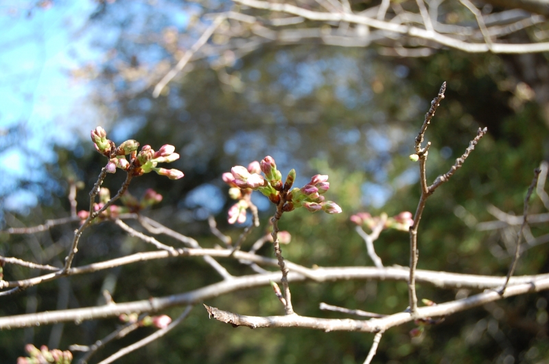 3月22日 つぼみの桜の写真(近景その2)