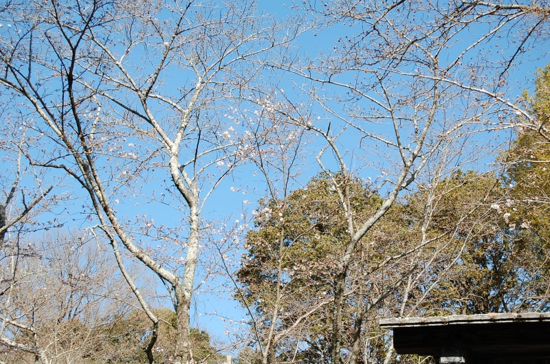 3月22日 つぼみの桜の写真(全景)