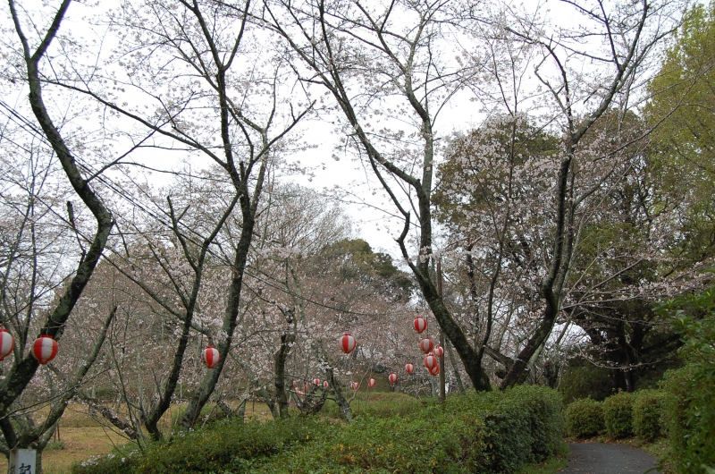 3月23日 三分咲きの桜の写真(全景)