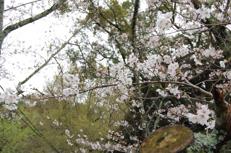 3月23日 三分咲きの桜の写真(近景)