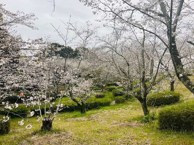 3月24日 見ごろの桜の写真