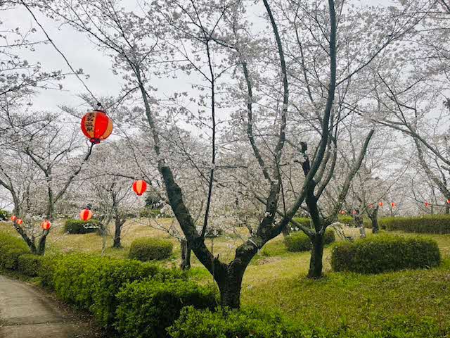 3月24日 見ごろの桜と花見提灯の写真