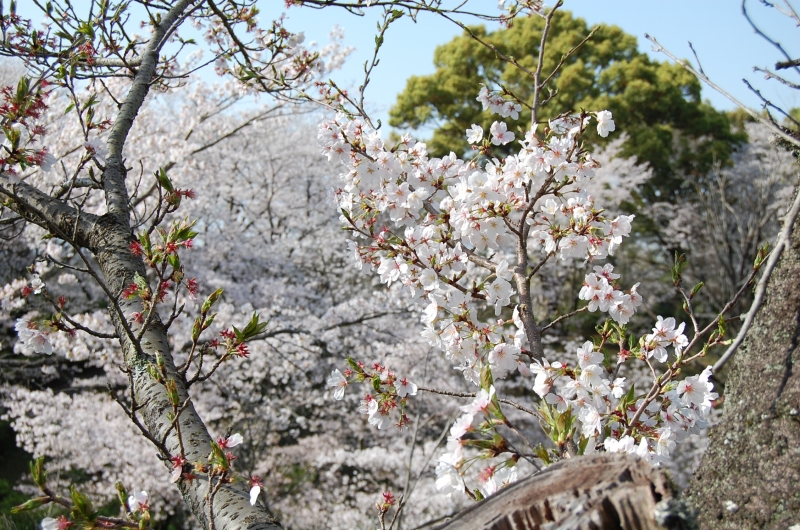3月27日 満開の桜の写真(近景)