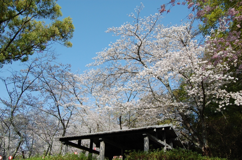3月27日 満開の桜の写真