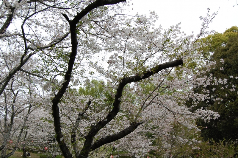 3月30日、散り始めの桜の写真(近景)