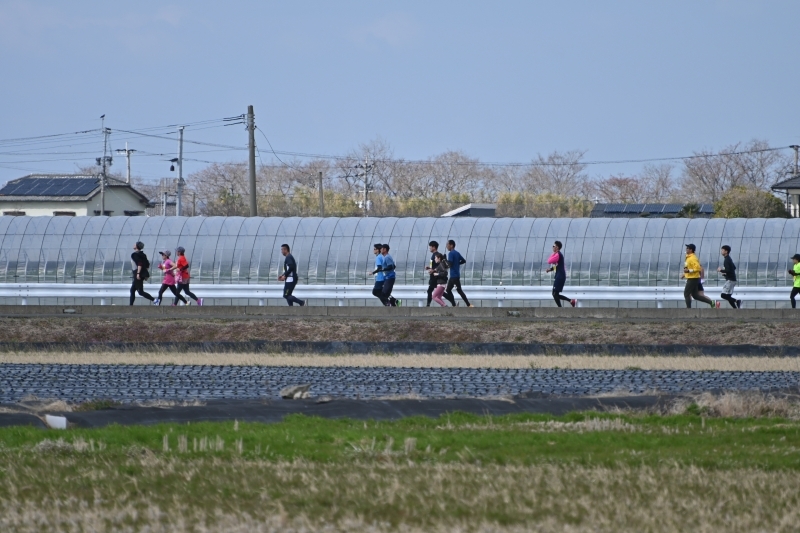 田んぼ付近を走る参加者の写真1