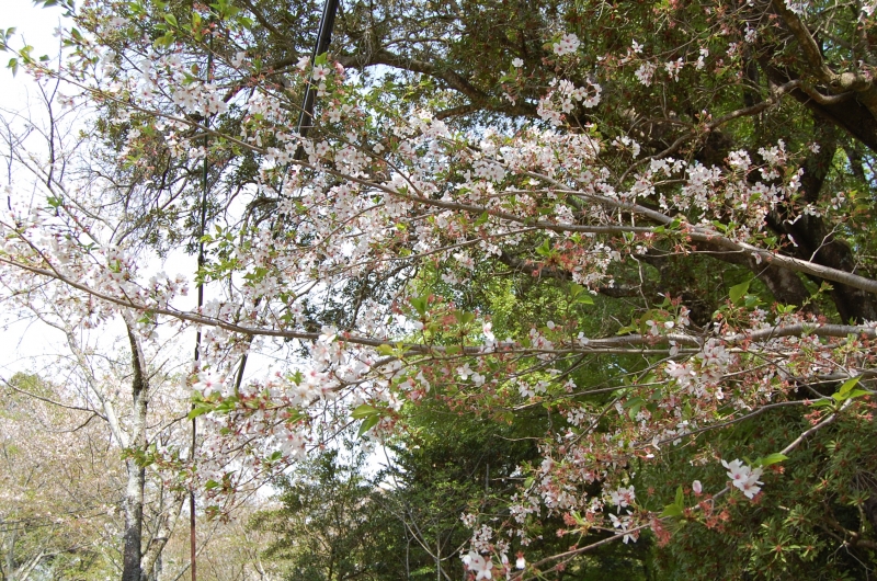 4月3日　落花盛んの桜の写真(近景)