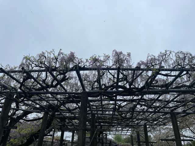 4月6日 藤の3分咲きの写真(全景)