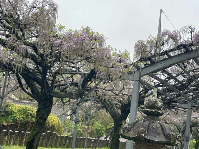 4月6日 藤の3分咲きの写真(近景)