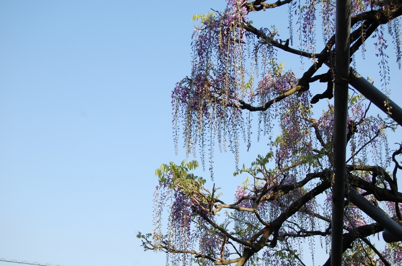 4月7日 藤の3分咲きの写真(近景)