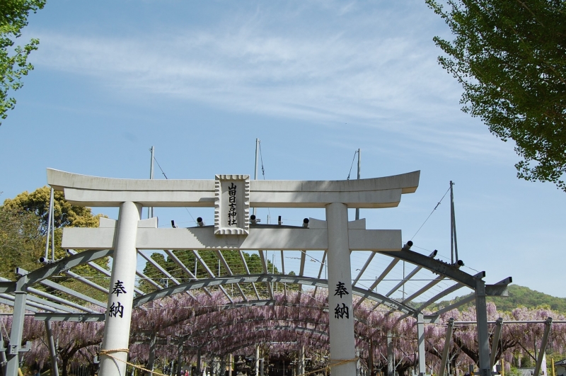 4月13日 藤の7分咲きの写真(全景)