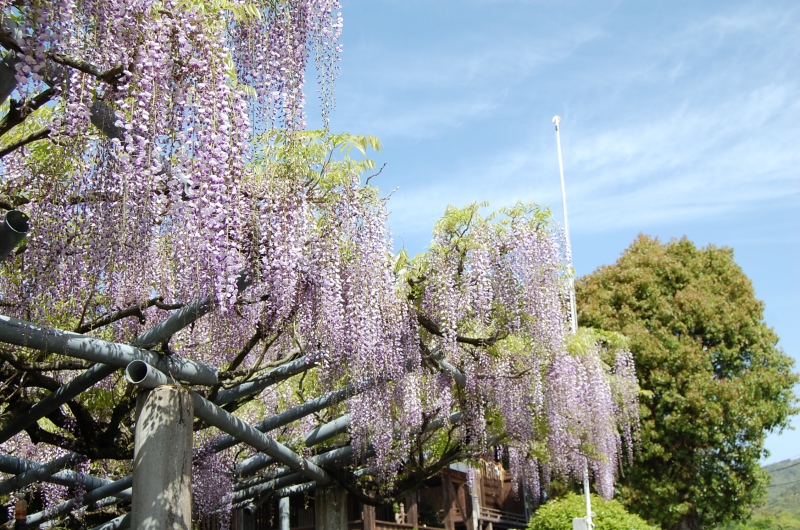 4月13日 藤の7分咲きの写真(近景)