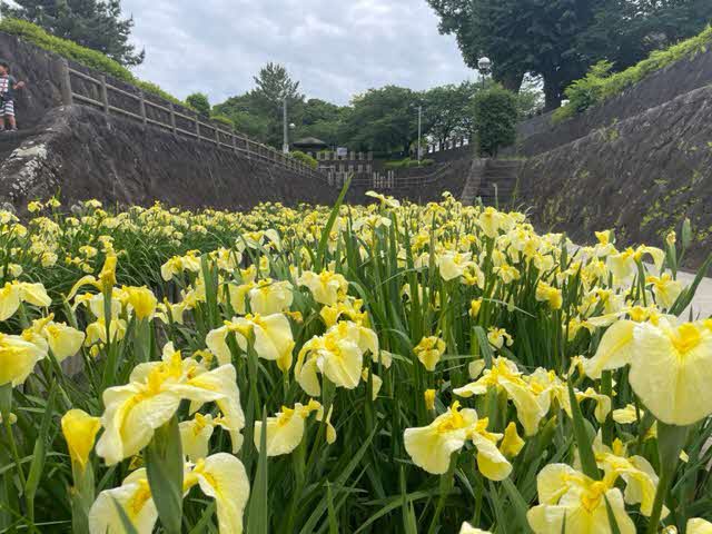 5月26日見頃(秋丸眼鏡橋)の黄色い花しょうぶの写真
