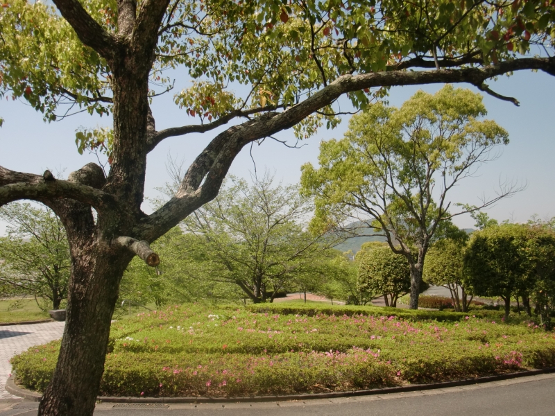 緑豊かな桃田運動公園の外観写真