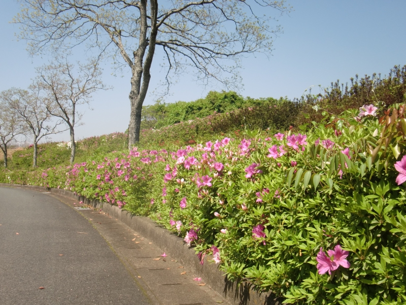 桃田運動公園の道沿いに咲くツツジの写真