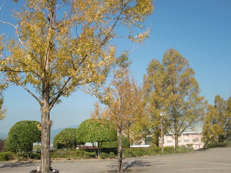 桃田運動公園の木々の写真