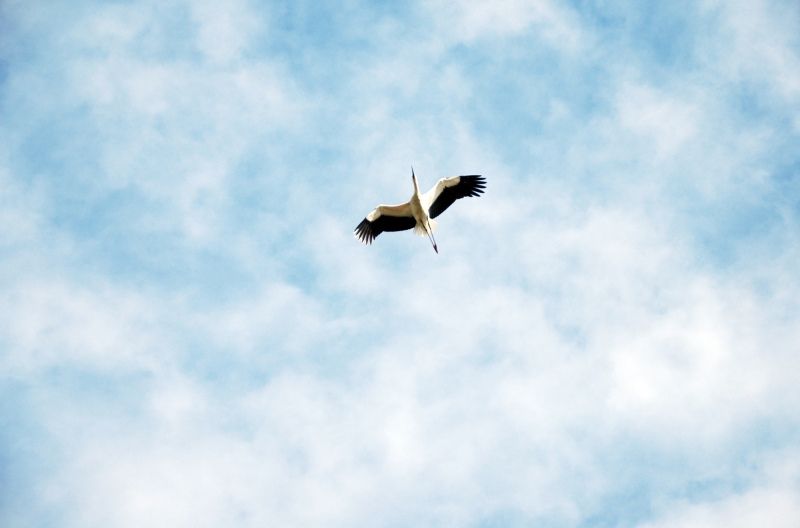 写真 06-コウノトリ飛び立つ