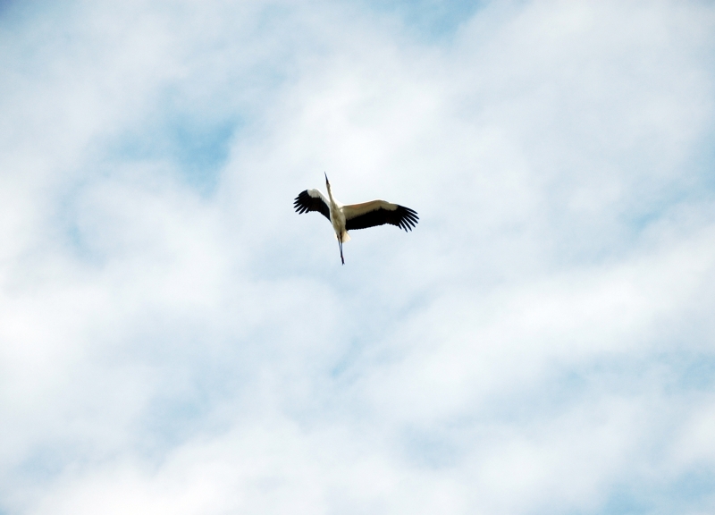 写真 10-コウノトリ飛び立つ