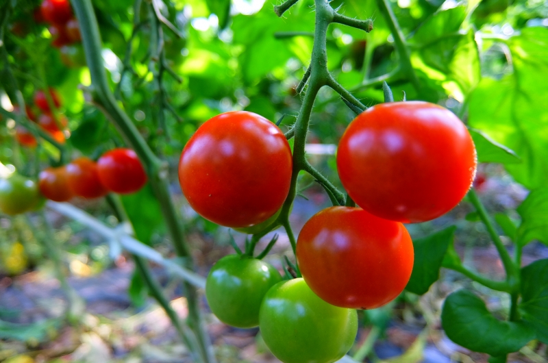 枝なりのトマト写真