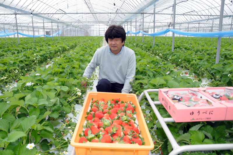 熊本県独自開発のイチゴ「ゆうべに」と農業者の写真