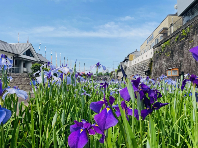 6月10日更新】2024年花しょうぶ開花情報|玉名市 6月10日更新】2024年花しょうぶ開花情報|玉名市