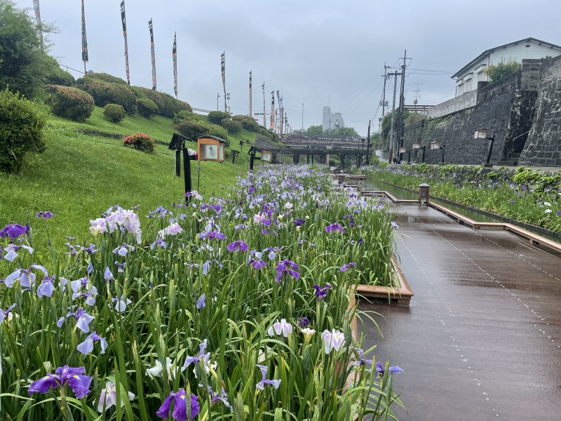 6月10日更新】2024年花しょうぶ開花情報|玉名市 6月10日更新】2024年花しょうぶ開花情報|玉名市