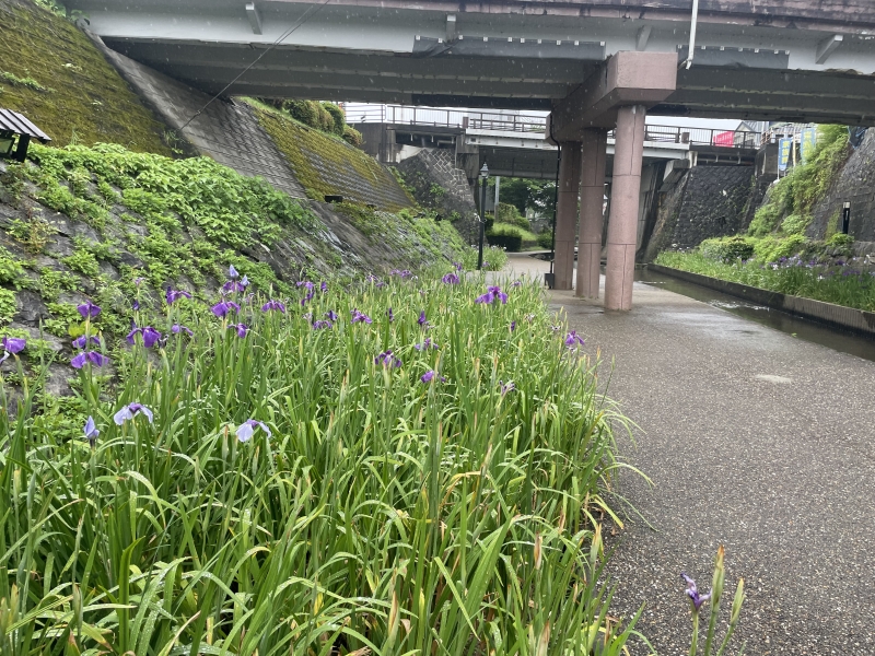 531᤮(綶ն)μ̿