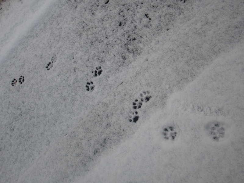 雪の日、桃田運動公園に残った動物の足跡の写真