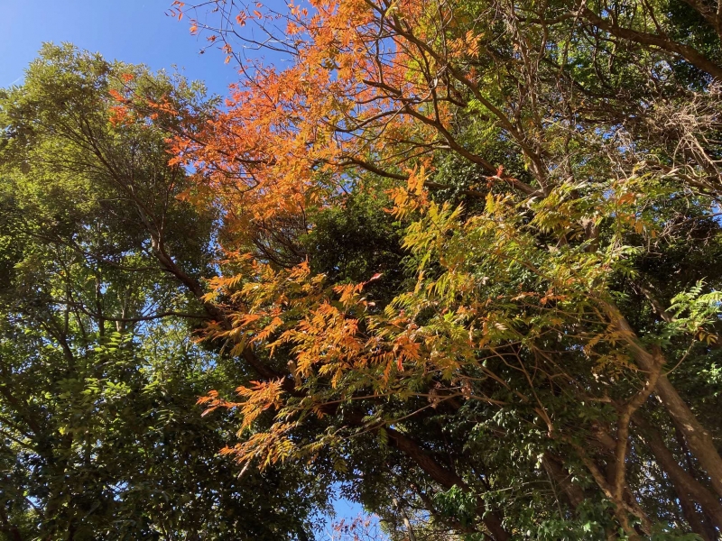 紅葉