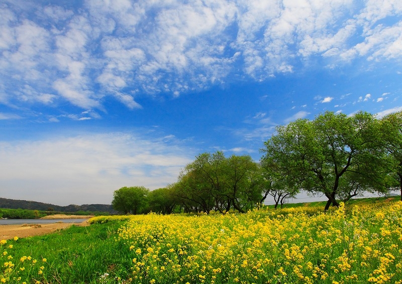 水落幸雄「河川敷きの春」の写真