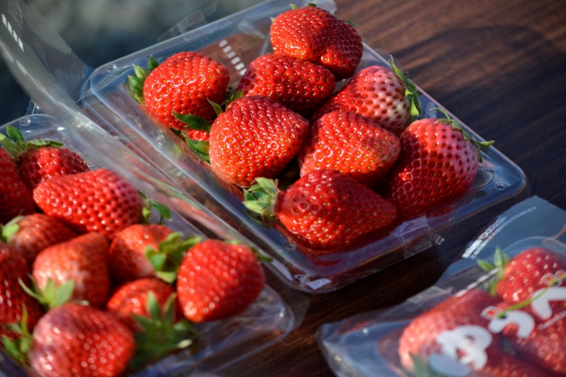 �����ɥ��ơ������