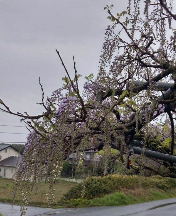 4��8�� �餭�Ϥ�λ��Ĥ�ƣ�μ̿�