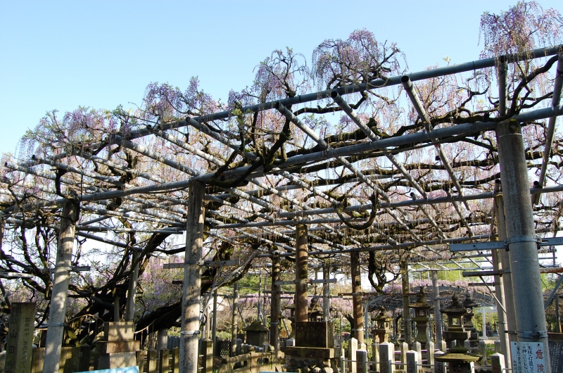 4��10�� ��ʬ�餭�λ��Ĥ�ƣ�μ̿�