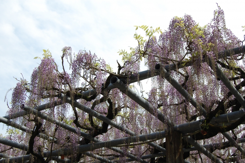 4��12�� ��ʬ�餭�λ��Ĥ�ƣ�μ̿�