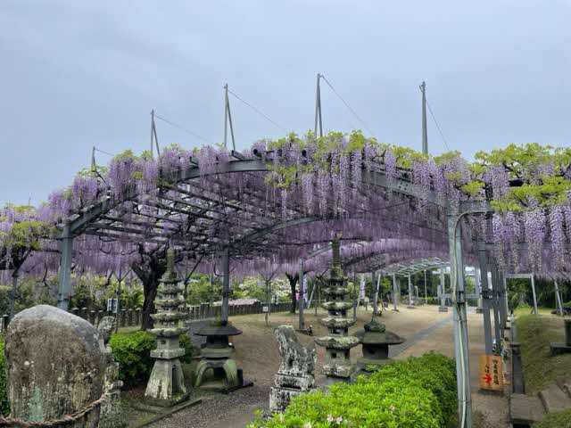 4月15日 見頃の山田の藤の写真