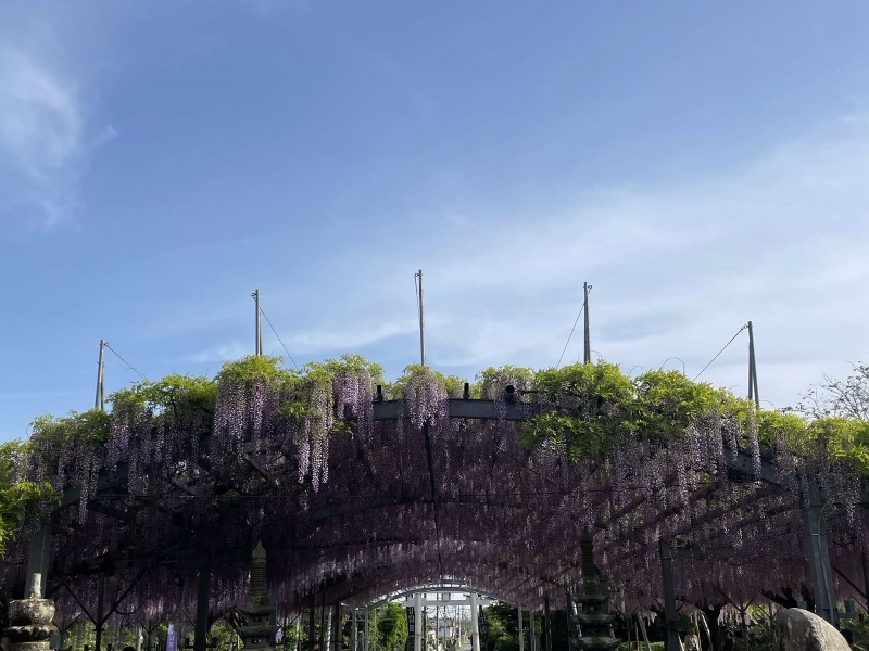 4月19日 見頃過ぎの山田の藤の写真(全景)