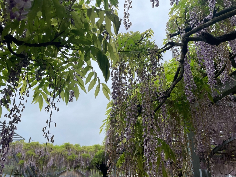 4月22日 散り始めの山田の藤の写真(近景)