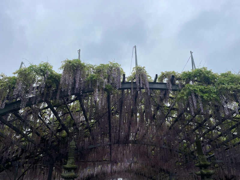 4月22日 散り始めの山田の藤の写真(全景)