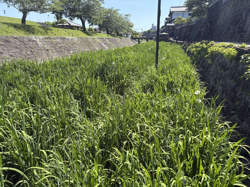 5月11日の高瀬裏川の詳細写真