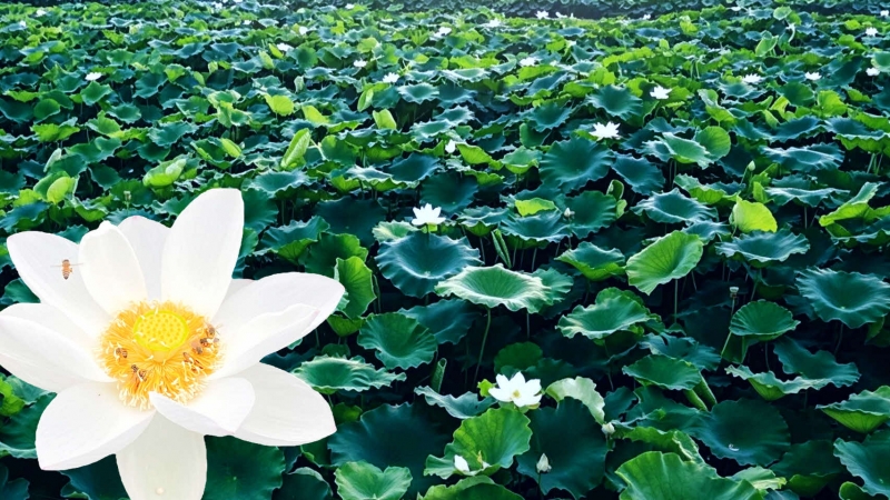 ���參��ϡ������ϡ�β�