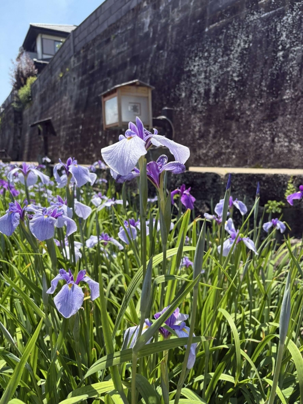 肥後花しょうぶ