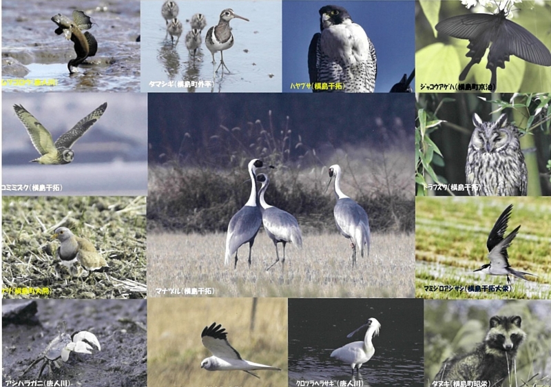 19 干拓の野鳥の写真