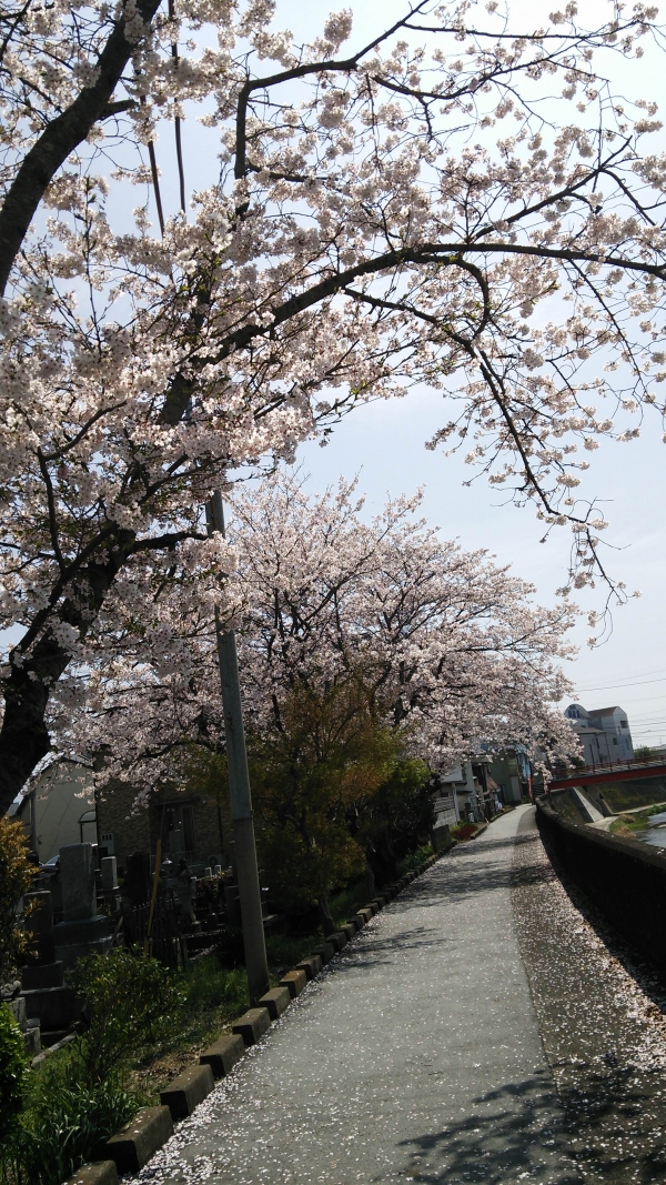 29　繁根木川(桜)の写真