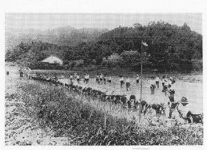学校田での田植え(昭和10年代)の画像