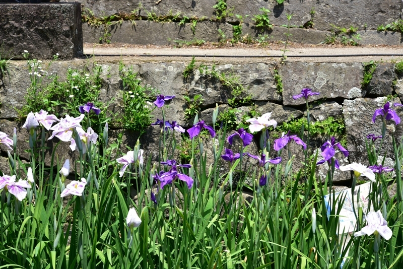 石垣と花しょうぶの写真1
