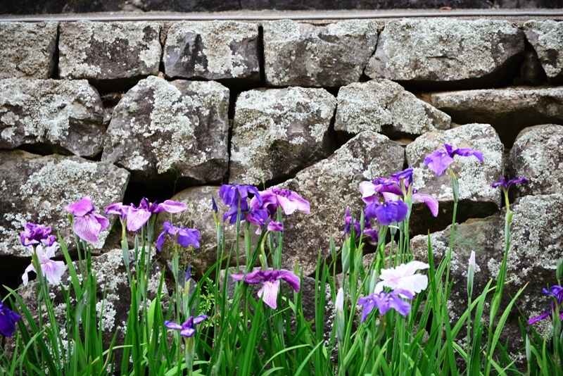 石垣と花しょうぶの写真2