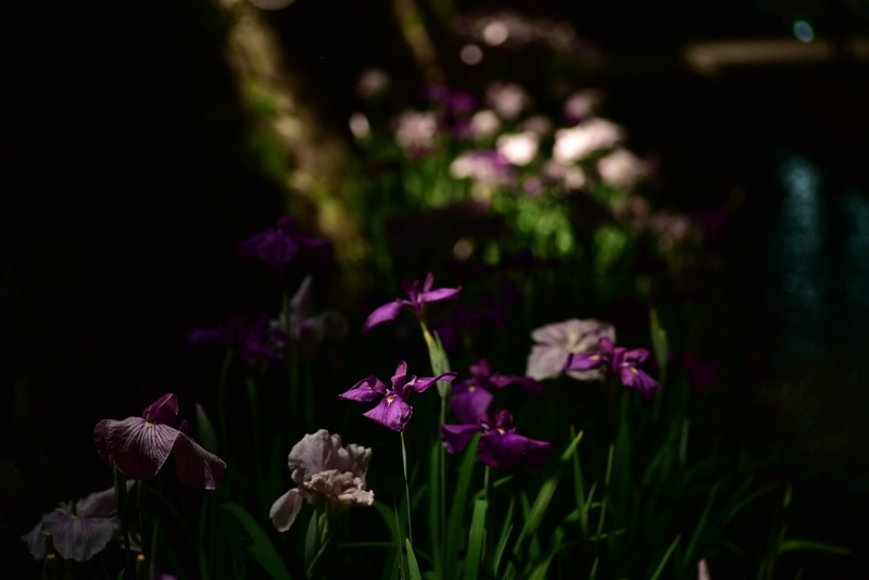 ライトアップされた花しょうぶの写真5